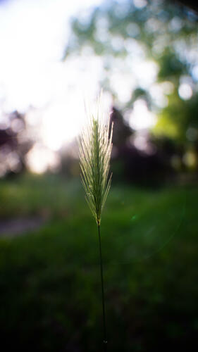 Single grass